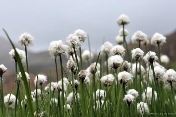 Eriophorum vaginatum | Hares Tail Cotton Grass P9