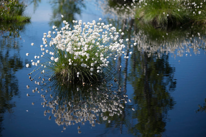 Eriophorum vaginatum | Hares Tail Cotton Grass P9