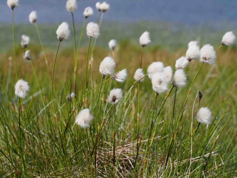 Eriophorum vaginatum | Hares Tail Cotton Grass P9