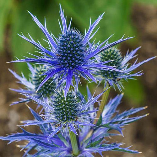 Eryngium 'Big Blue' 2 Litre