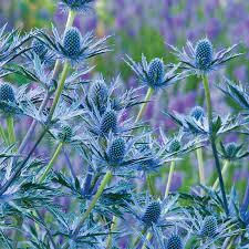 Eryngium 'Big Blue' 2 Litre