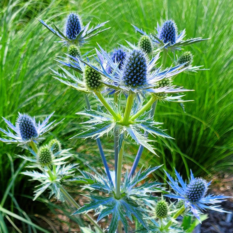 Eryngium 'Big Blue' 2 Litre