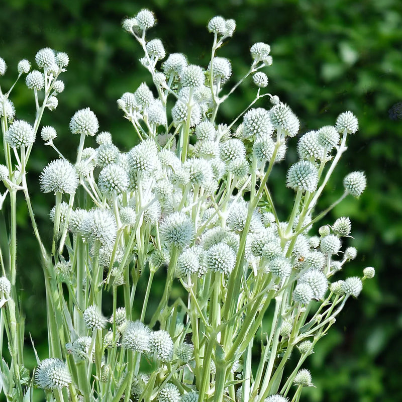 Eryngium 'Magical Silver Globe' 2 Litre