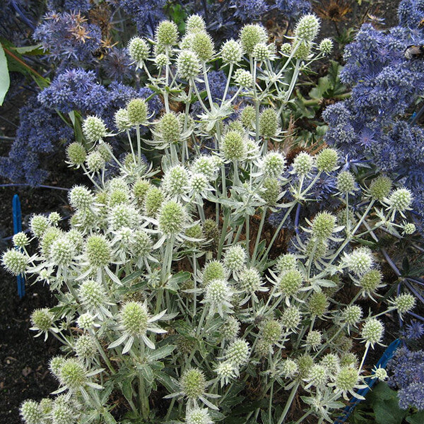 Eryngium 'Magical Silver Globe' 2 Litre