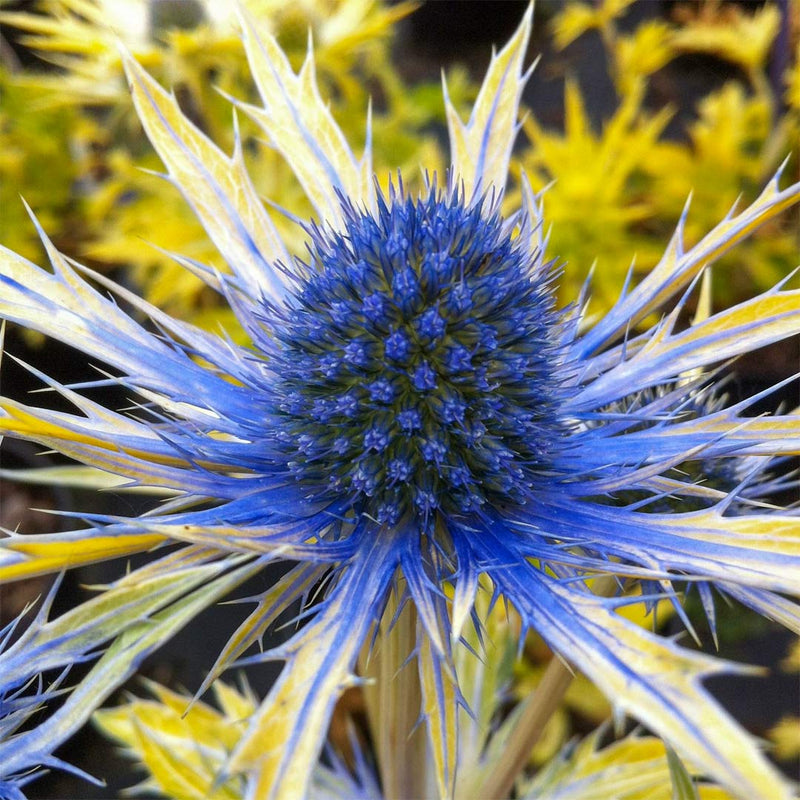 Eryngium × zabelii 'Neptune's Gold' 3 Litre