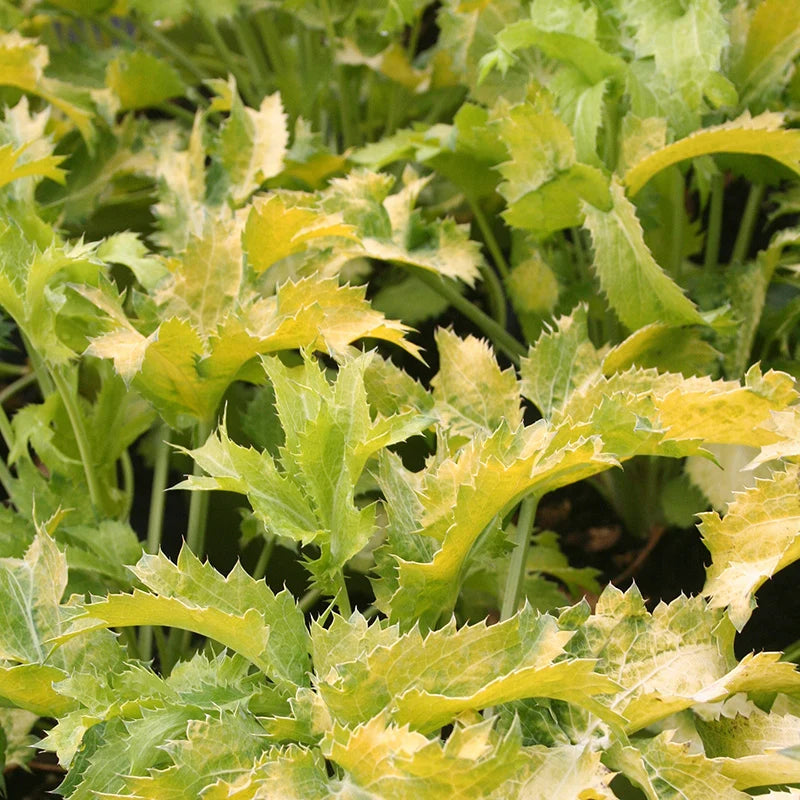 Eryngium × zabelii 'Neptune's Gold' 3 Litre