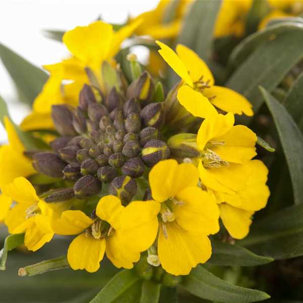 Erysimum Canaries Yellow Alpine in 9cm Pot