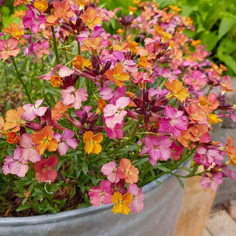 Erysimum Constant Cheer 9cm