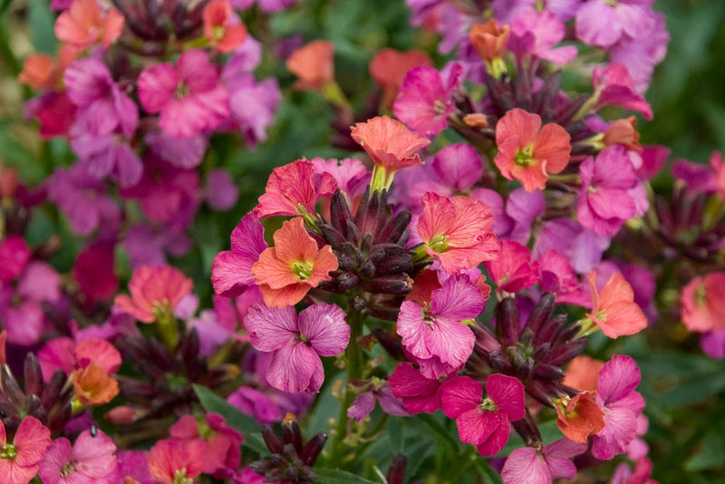 Erysimum Constant Cheer 9cm