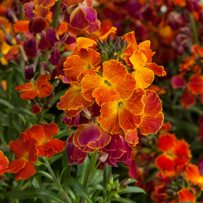Erysimum Erysistible Fire 9cm