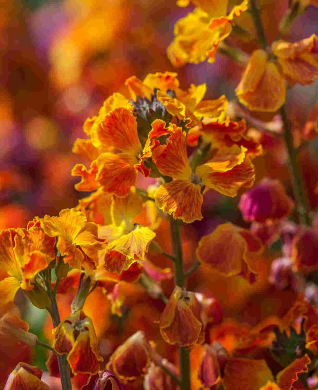 Erysimum Erysistible Fire 9cm