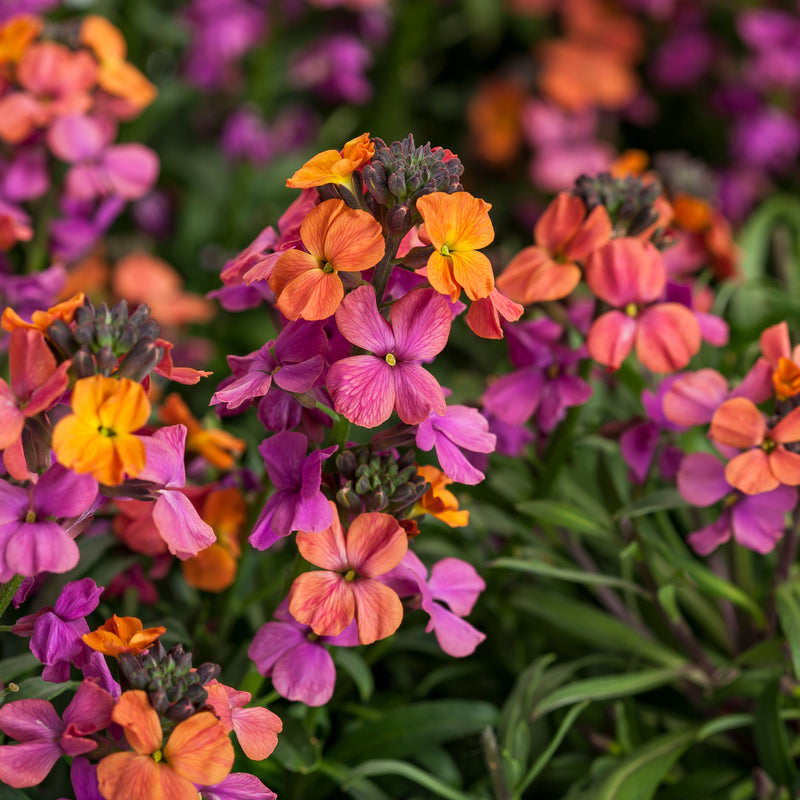 Erysimum Erysistible Sunset 9cm