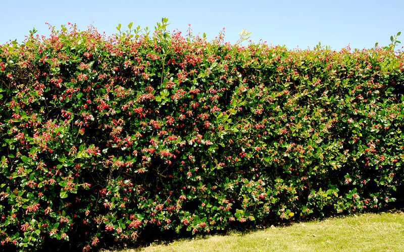 Escallonia macrantha 3 Litre