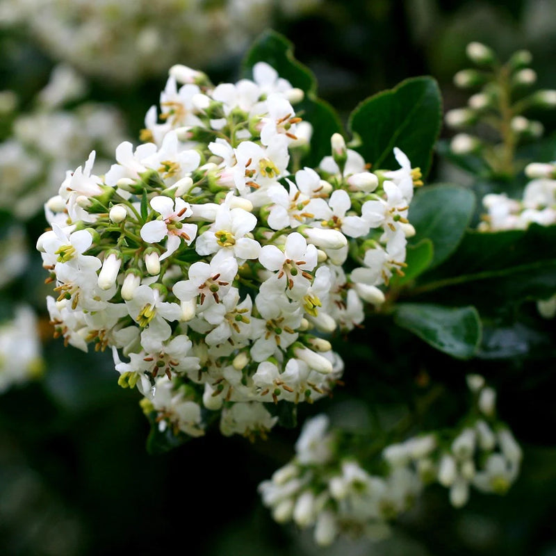 Escallonia 'Iveyi' 3 Litre