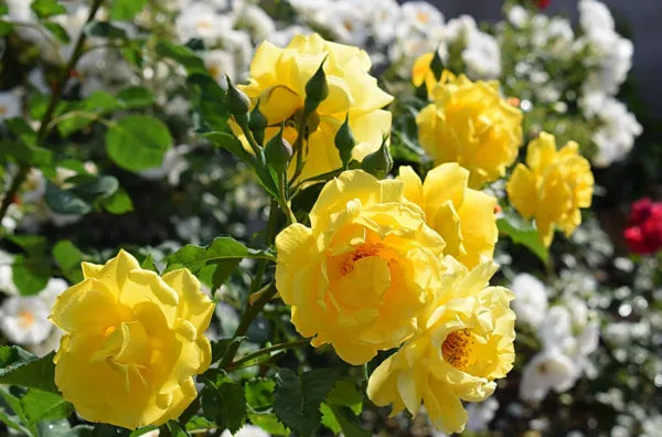 Happy Golden Wedding Floribunda Rose 3.5 Litre