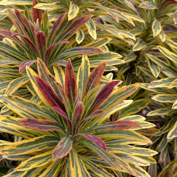 Euphorbia 'Ascot Rainbow' 2L