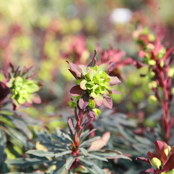 Euphorbia Purpurea Rubra | Wood spurge 'Purpurea'