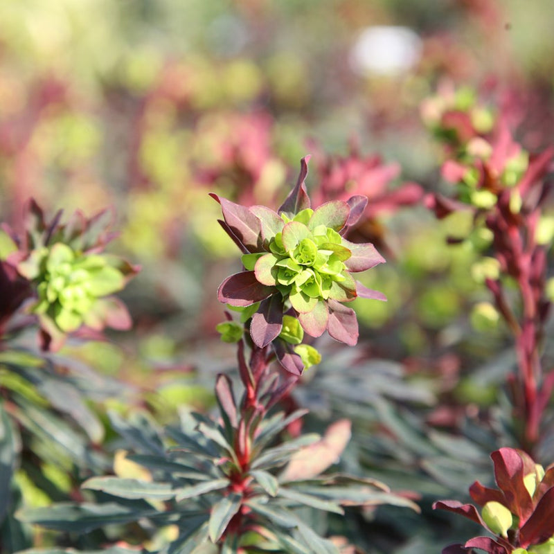 Euphorbia Amygdaloides Purpurea 2L
