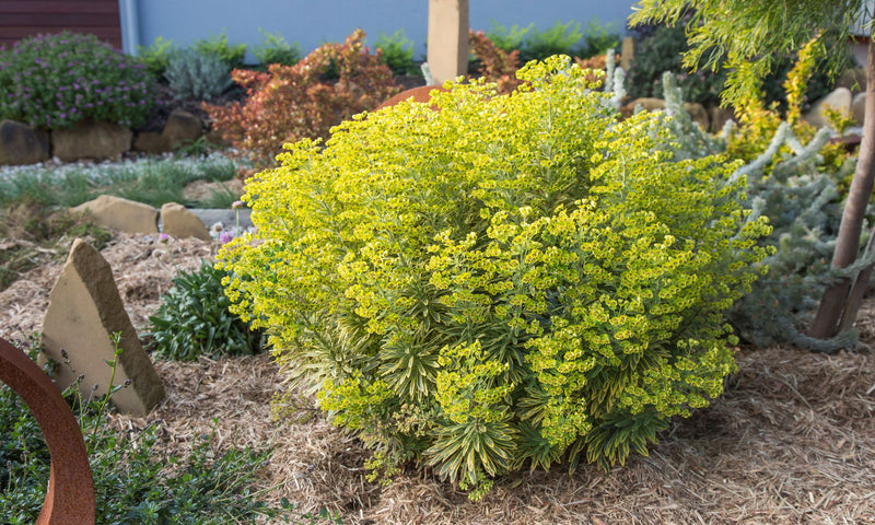 Euphorbia 'Ascot Rainbow' 2L