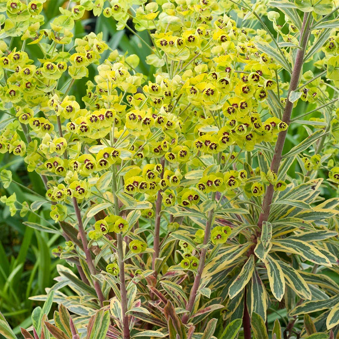 Euphorbia 'Ascot Rainbow' 3L