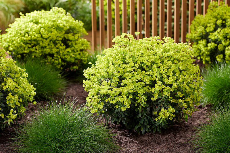 Euphorbia x mart. 'Ascot Petite' 2L