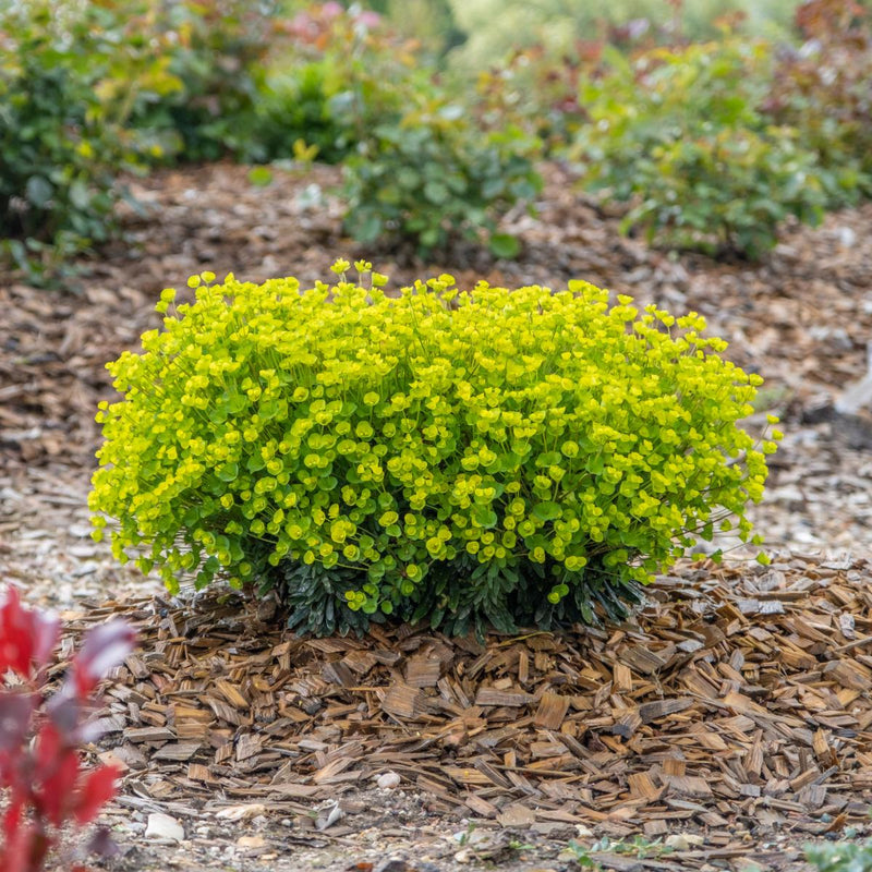 Euphorbia x mart. 'Ascot Petite' 2L