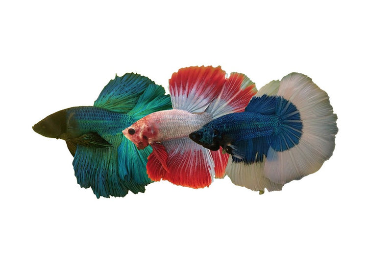 Halfmoon Siamese Fighter Male XL | Betta splendens