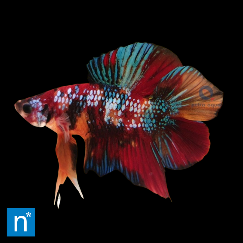 Doubletail Plakat Siamese Fighter Male XL | Betta splendens
