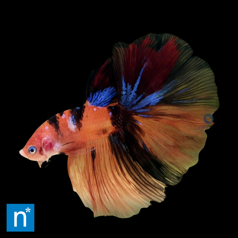 Nemo Longtail Siamese Fighter Male XL | Betta splendens