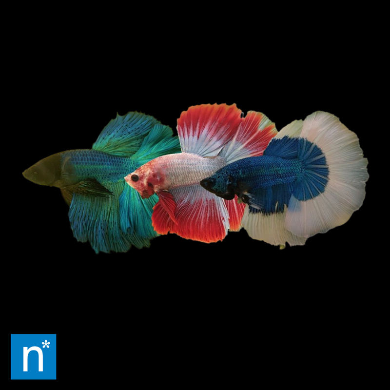Halfmoon Siamese Fighter Male XL | Betta splendens