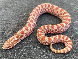 Extreme Red Albino hognose