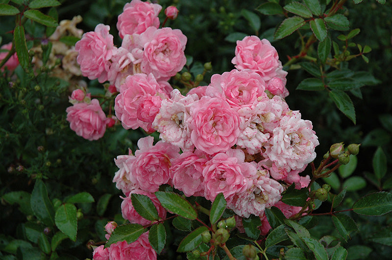 The Fairy Shrub Rose (4.5 Litre)