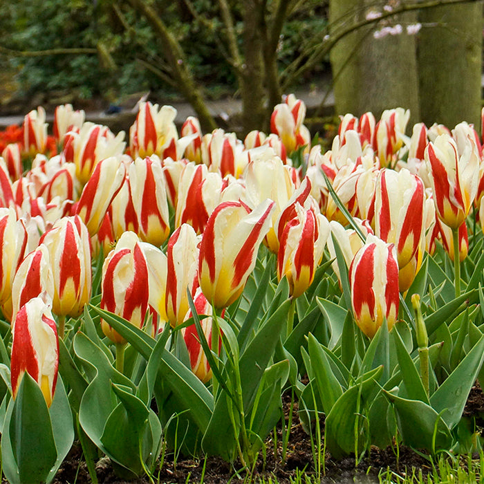 Tulip 'The First' (9 Pack)