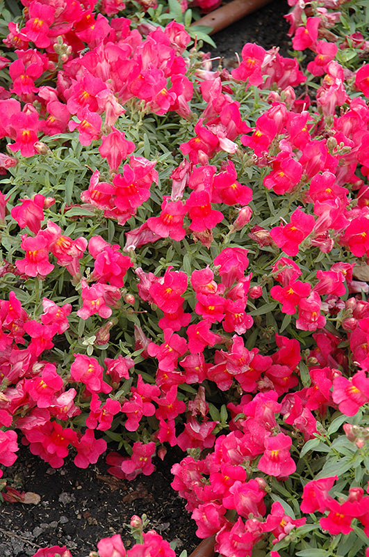 Antirrhinum 'Candy Rose' | Snapdragon (2 Litre)