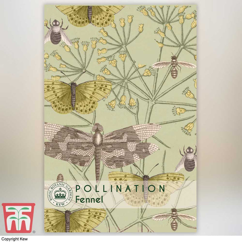 Fennel Kew Pollinators