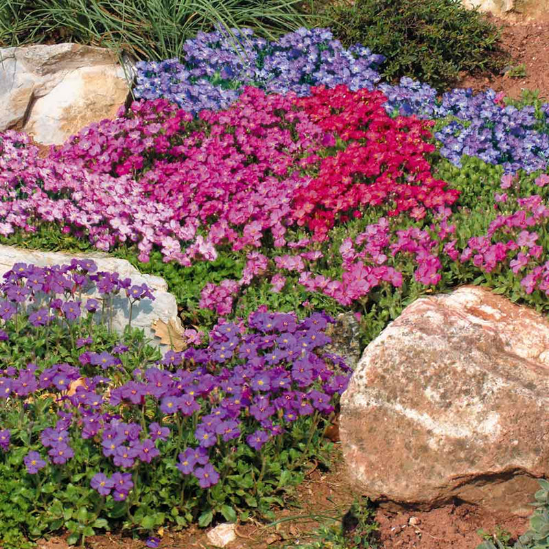Aubrieta 'T&M Mixed Hybrids'