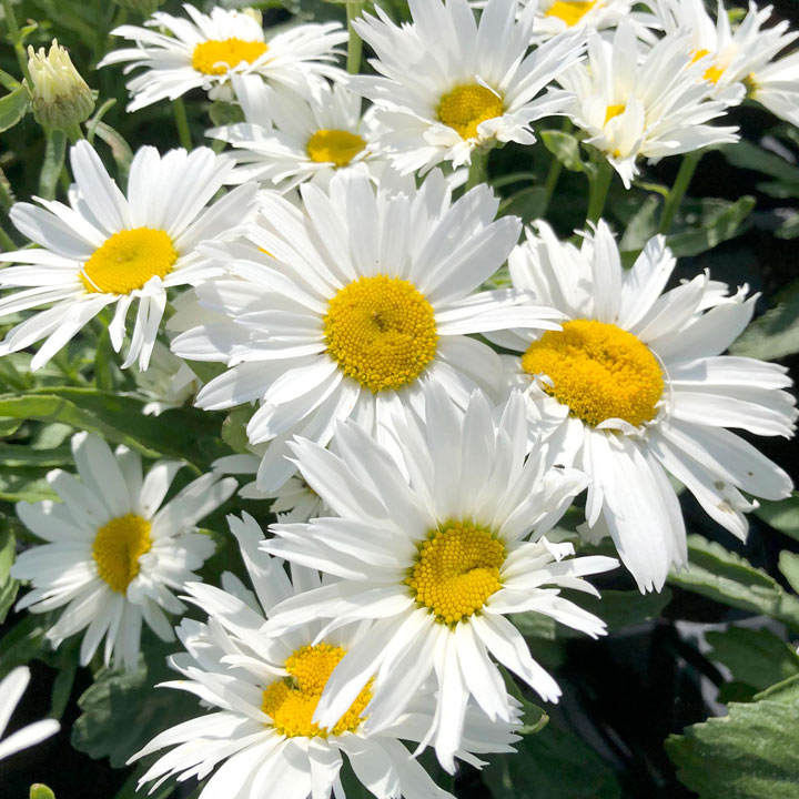 Leucanthemum 'Madonna' 2 Litre