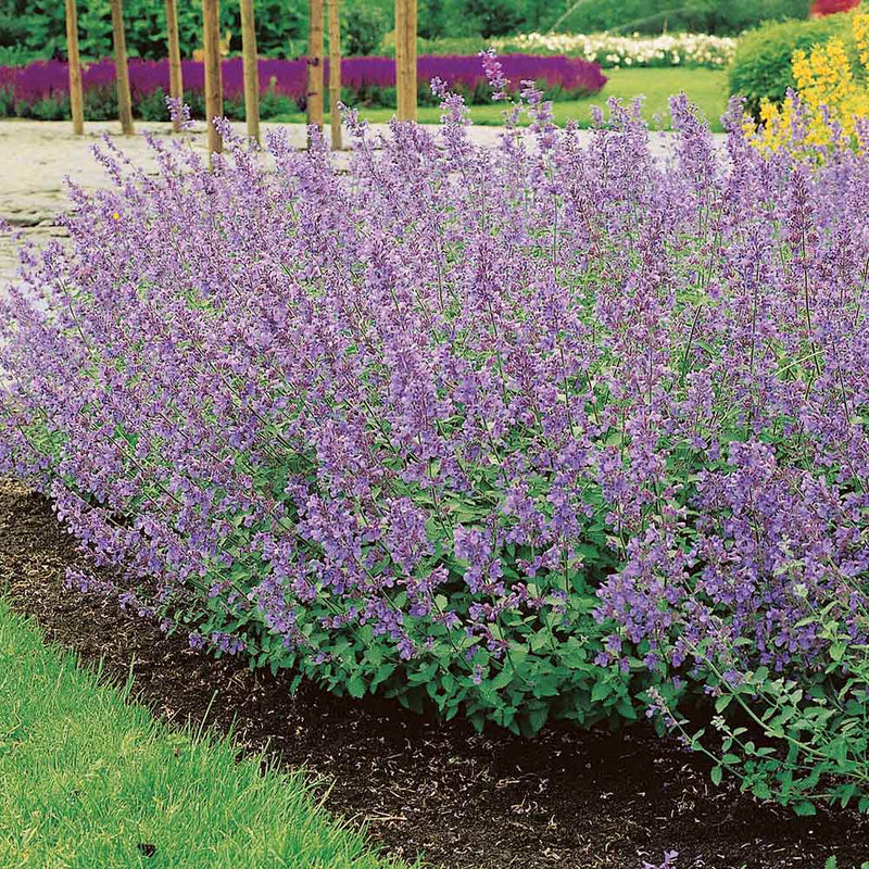 Nepeta Six HillS Giant | Catmint 2 LItre