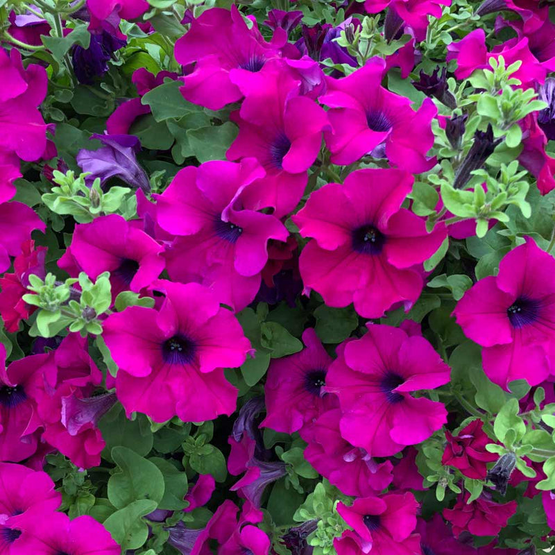 Surfinia Purple 10cm