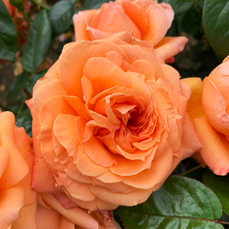 Newsflash Climbing Rose 4.5 Litre