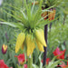 Fritillaria imperialis Lutea