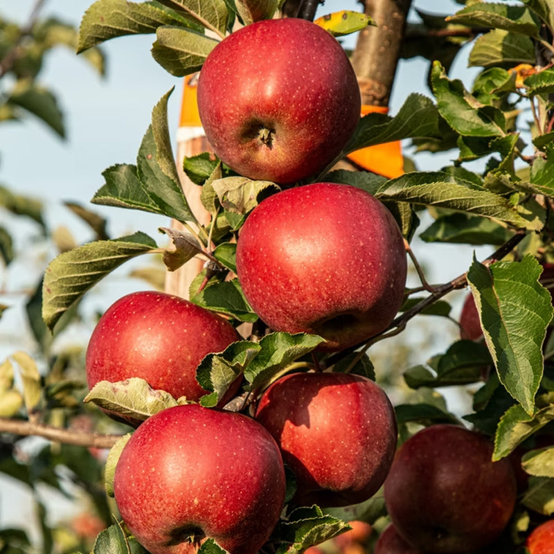 Apple Falstaff 2 Year Bush - Self Fertile