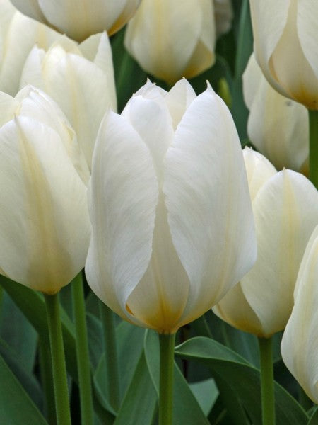 Tulip 'Purissima' (15 pack)