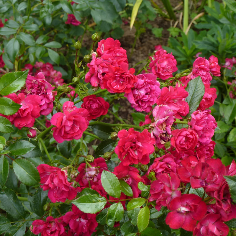 Fairy Queen Standard Rose 12 Litre