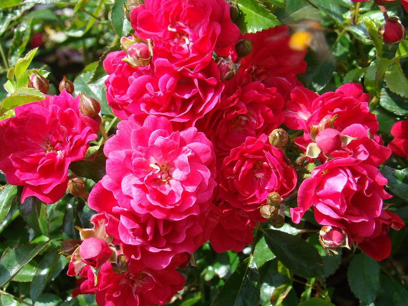 Fairy Queen Standard Rose 12 Litre