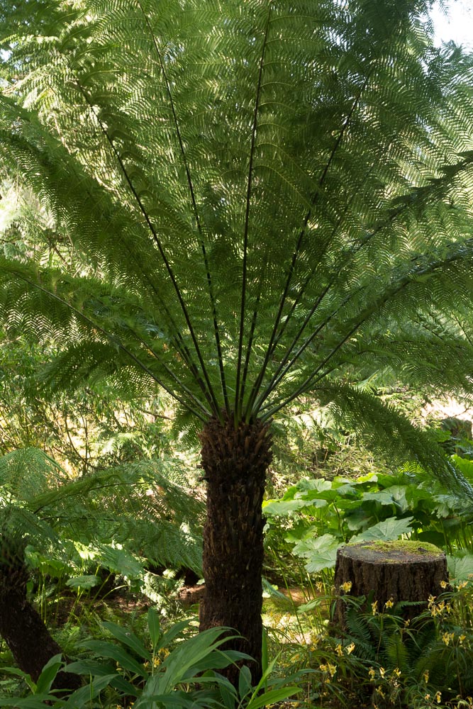Dicksonia antartica Tree Fern 4 Ft Stem