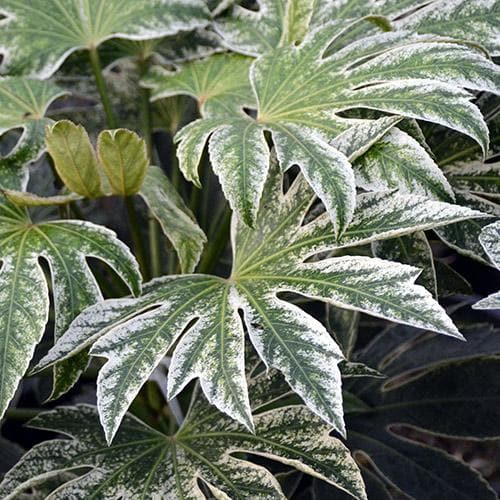 Fatsia Japonica 'Spider's Web' (2 Litre)