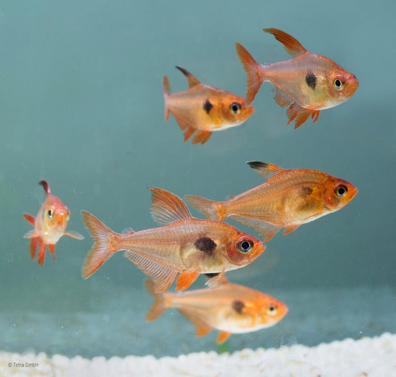 Red Phantom Tetra (ML)