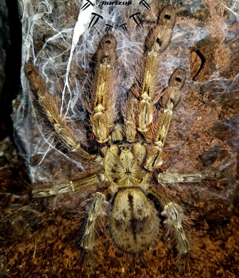 Featherleg Baboon Tarantula (Stromatopelma calceatum) Small