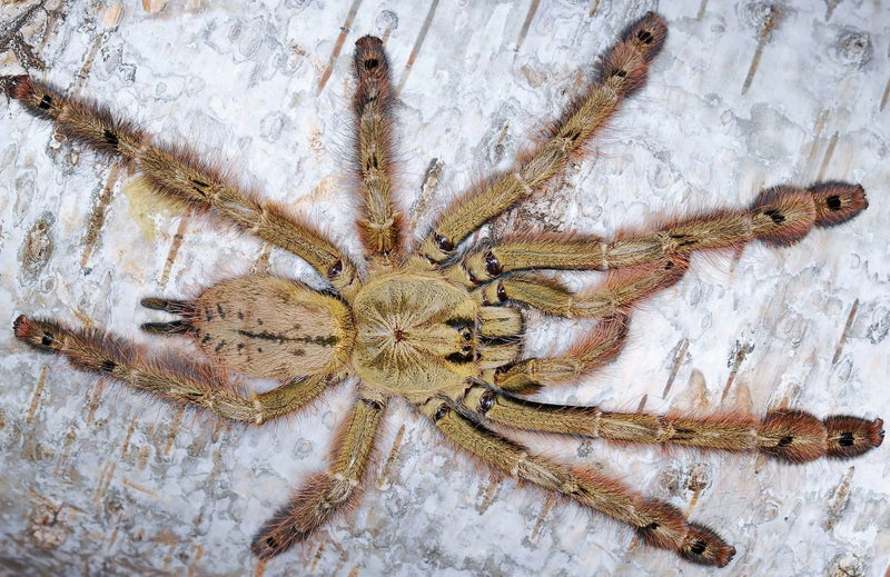 Featherleg Baboon Tarantula (Stromatopelma calceatum) Small